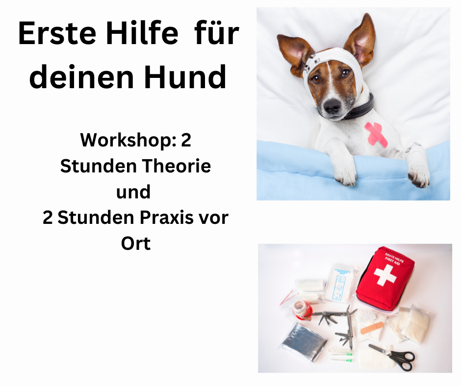 Erste Hilfe Workshop - Miriams Hunde UNI