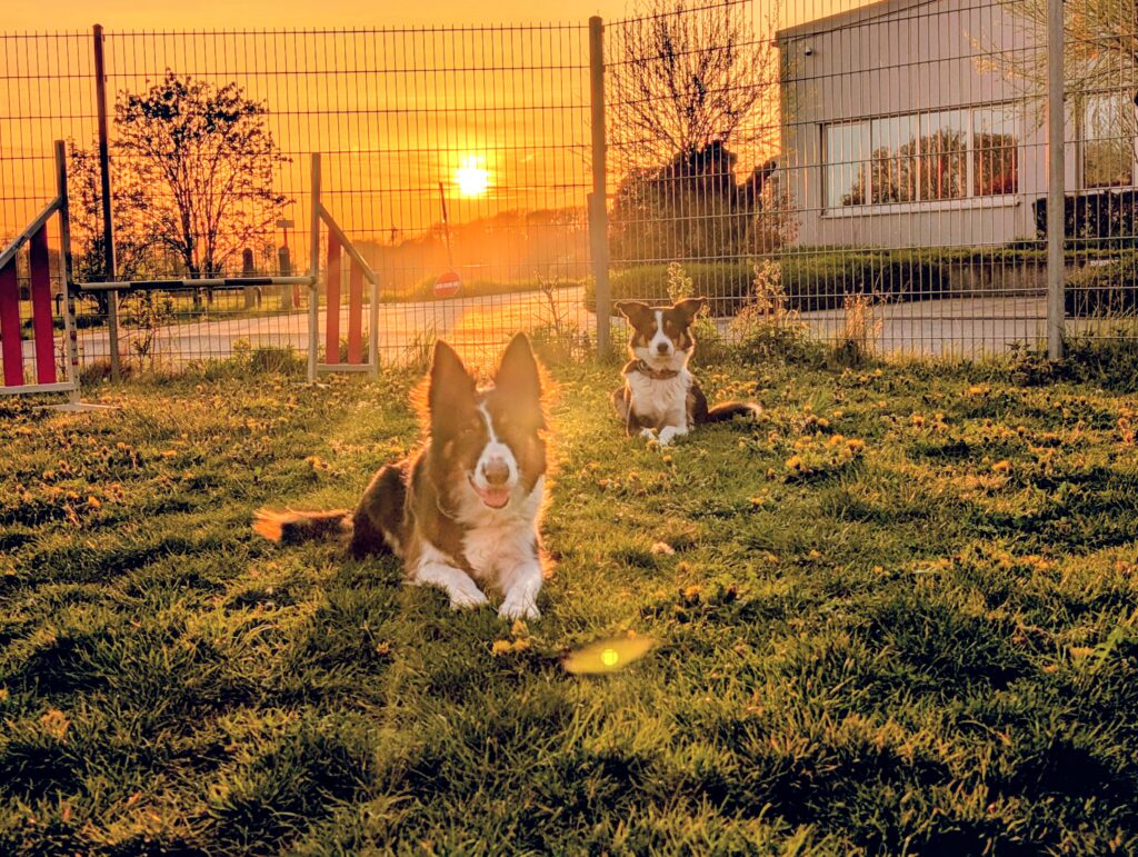 Eingezäunten Trainingsgelände in Ahaus in der Nähe von Vreden, Stadtlohn und Gronau, im Münsterland
